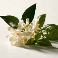 ORANGE BLOSSOM