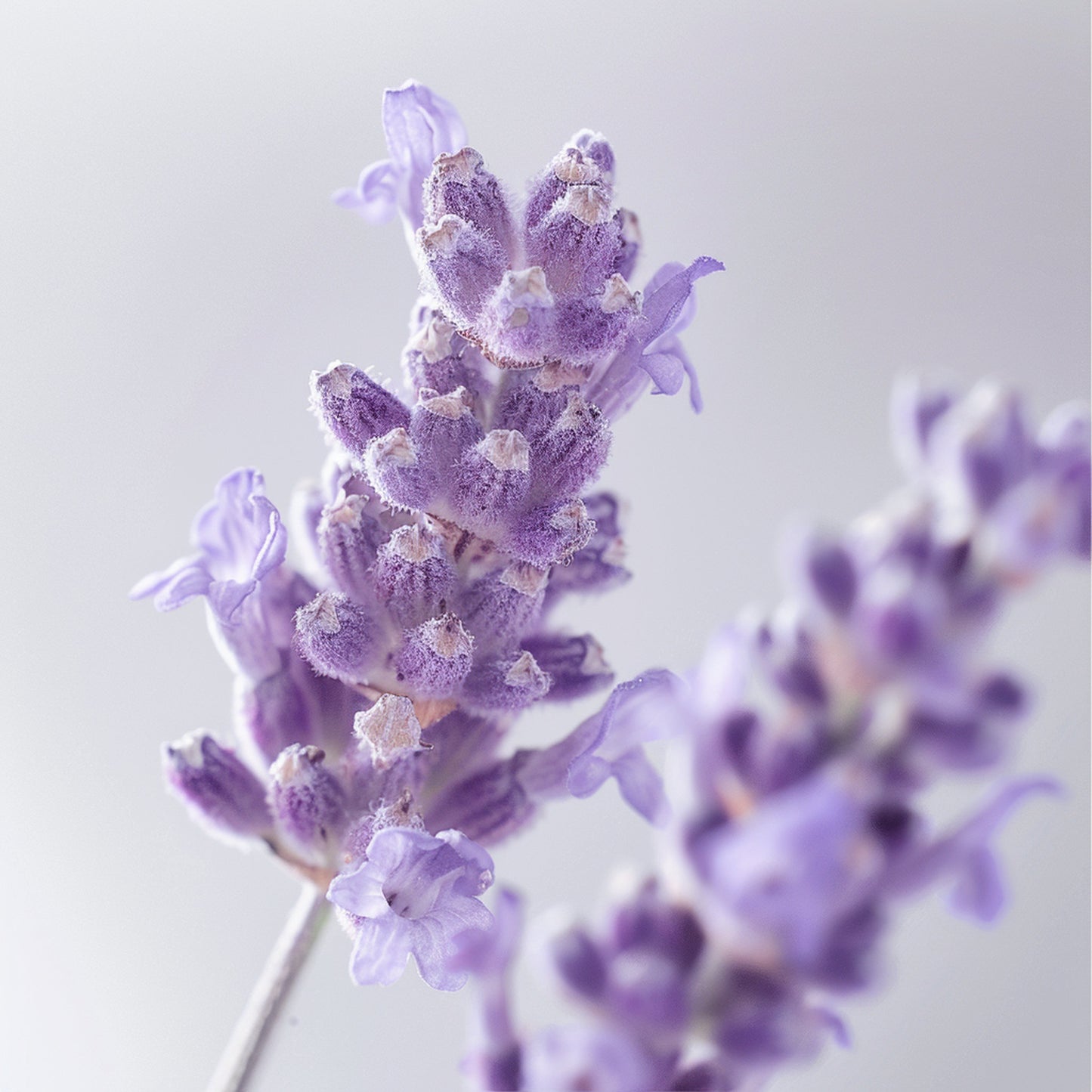 white flower lavender oil LAVANDER CLONAL ESSENTIAL OIL – Perfumery raw material