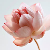 LOTUS FLOWER
