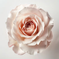 NAT NATURAL ROSE