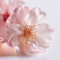 SAKURA BLOSSOM
