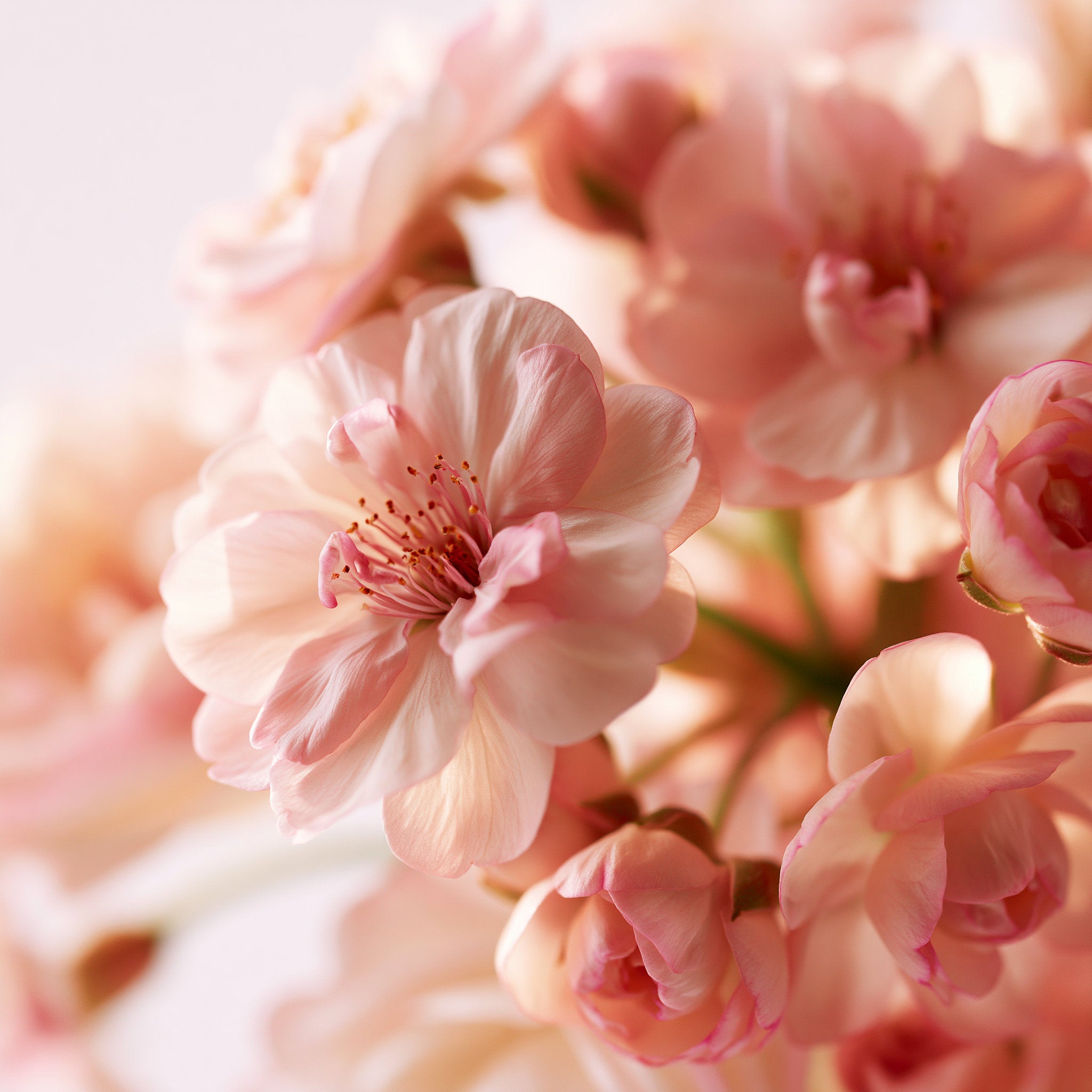 SPRING BOUQUET LOWALL- Fragrance for Perfumes, Cosmetics and